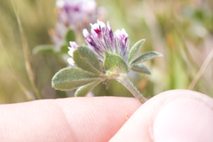 Trifolium macraei