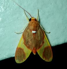 Trichromia pectinata