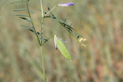 Vicia cappadocica