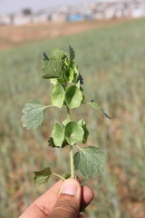 Moluccella