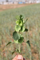 Moluccella
