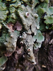 Ricasolia amplissima