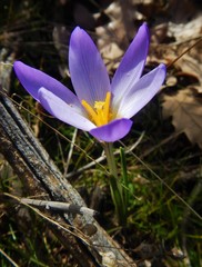 Crocus carpetanus