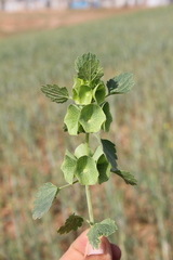 Moluccella