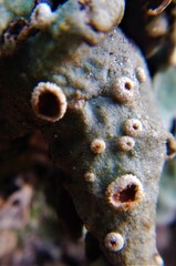 Ricasolia amplissima