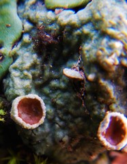 Ricasolia amplissima