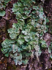 Ricasolia amplissima