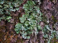 Ricasolia amplissima