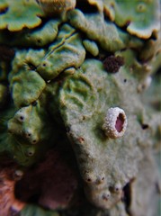 Ricasolia amplissima