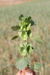 Moluccella
