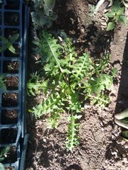 Sisymbrium irio