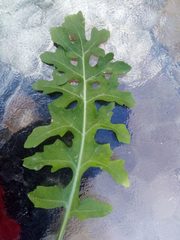 Sisymbrium irio