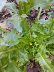Sisymbrium irio