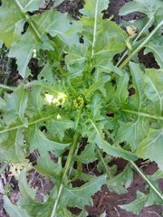 Sisymbrium irio