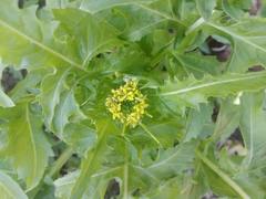 Sisymbrium irio