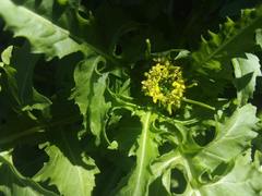 Sisymbrium irio