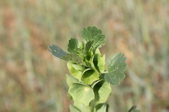 Moluccella