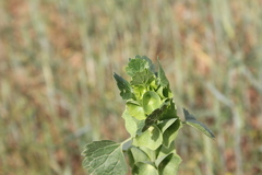 Moluccella