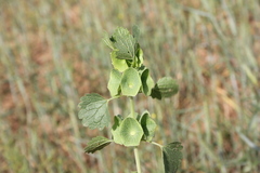 Moluccella