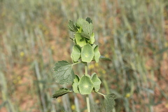 Moluccella