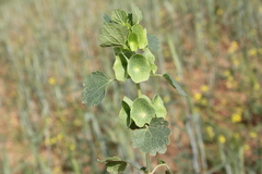 Moluccella