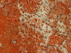 Arthonia rubrocincta