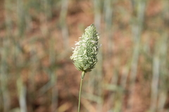 Phalaris brachystachys