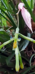 Billbergia distachia