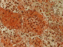 Arthonia rubrocincta