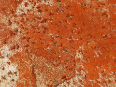 Arthonia rubrocincta