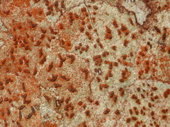 Arthonia rubrocincta