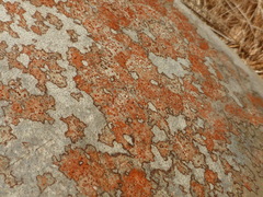 Arthonia rubrocincta