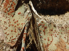 Arthonia rubrocincta