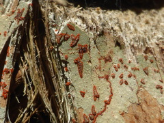 Arthonia rubrocincta