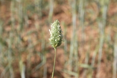 Phalaris brachystachys