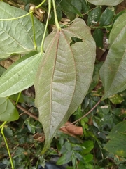 Dioscorea pilosiuscula