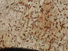 Arthonia rubrocincta