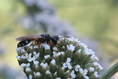 Trachypus denticollis
