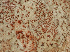 Arthonia rubrocincta