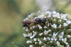Trachypus denticollis