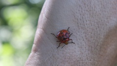 Brontocoris nigrolimbatus