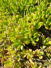 Pachysedum