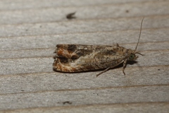 Olethreutes hamameliana