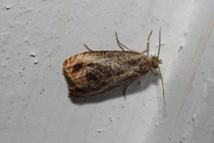 Olethreutes hamameliana