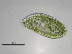 Paramecium bursaria