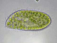 Paramecium bursaria
