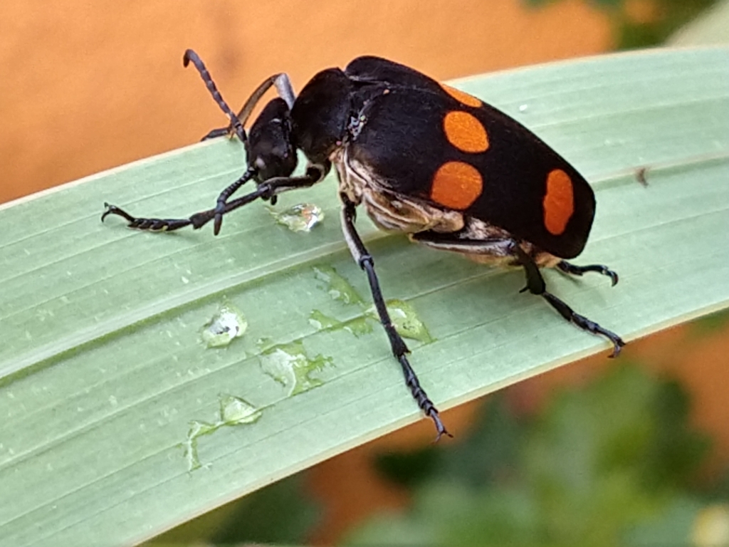 Tetraonyx sexguttatus