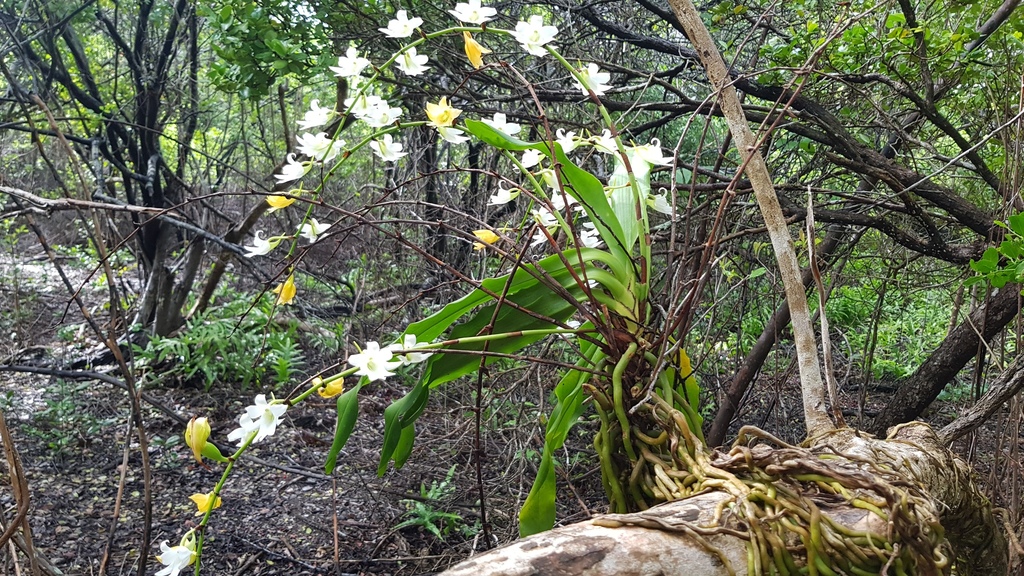 Sobennikoffia poissoniana