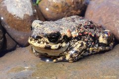 Rhinella arunco