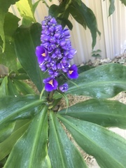 Dichorisandra thyrsiflora